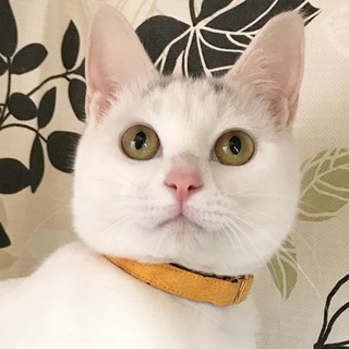 12/10銀座★バニラちゃん★控えめで良い子