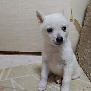 保健所救出犬！里親様緊急募集！！