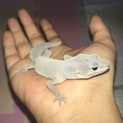 ヒョウモントカゲモドキ ブリザード