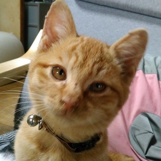 茶トラの男の子　お留守番は任せてね