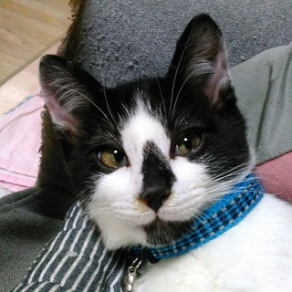 白黒ハチワレ愛嬌があります