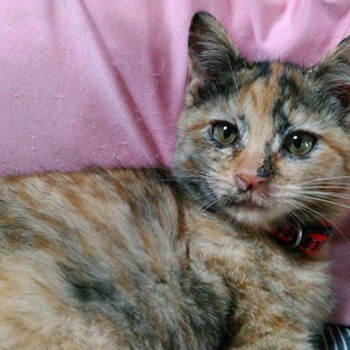 人なつこいサビ猫ちゃん