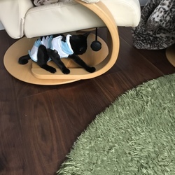 うにこさん、不妊手術