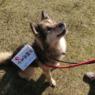 ハスキー風Mixのウィージー君里親さん募集中！