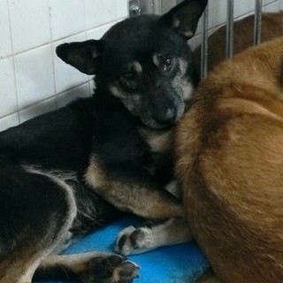処分対象になる子です！収容期限12/13朝