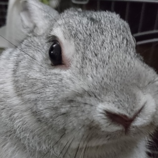 ネザーランドドワーフ６ヶ月