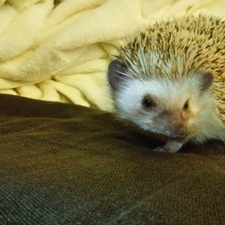 ハリネズミ２さい