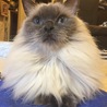 里親で引き取らせてもらったゆきちゃん