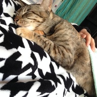 みゃー