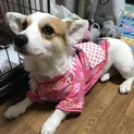 甘えん坊なウエルッシュコーギー1歳の女の子