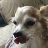 ちょこもあ