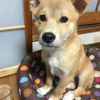 甘えん坊の3ヶ月男の子