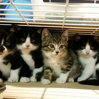 愛してちゃん、食欲旺盛元気一杯の６ヶ月齢男の子