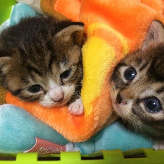保護猫アンドゥのカバー写真