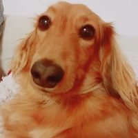 ニッチモ