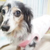 カニンヘンダックス 5歳前後 仮名☆真銀（ましろ） サムネイル2