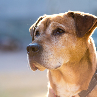 ピットブルMIX・おとなしいジャック