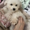 りなそんてく