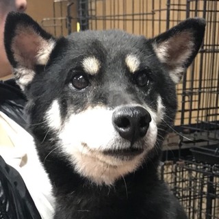 ♂５１４　黒柴・里親さん募集です( ^ω^ )