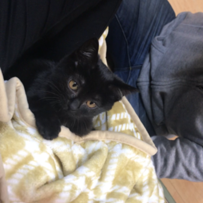 ロン・エドワードのカバー写真