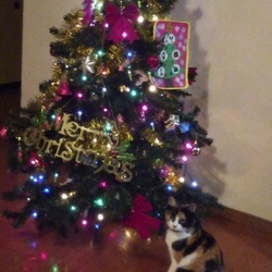 キャットタワー?