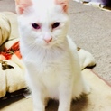 3カ月人に馴れた子猫の里親募集中！！
