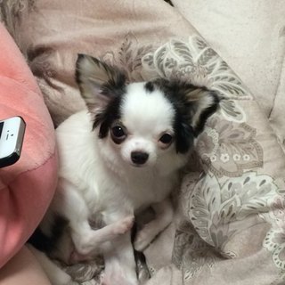 チワワ 女の子 4歳