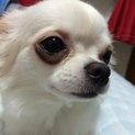 チワワ 女の子 5歳