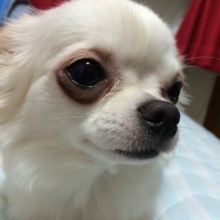 チワワ 女の子 5歳