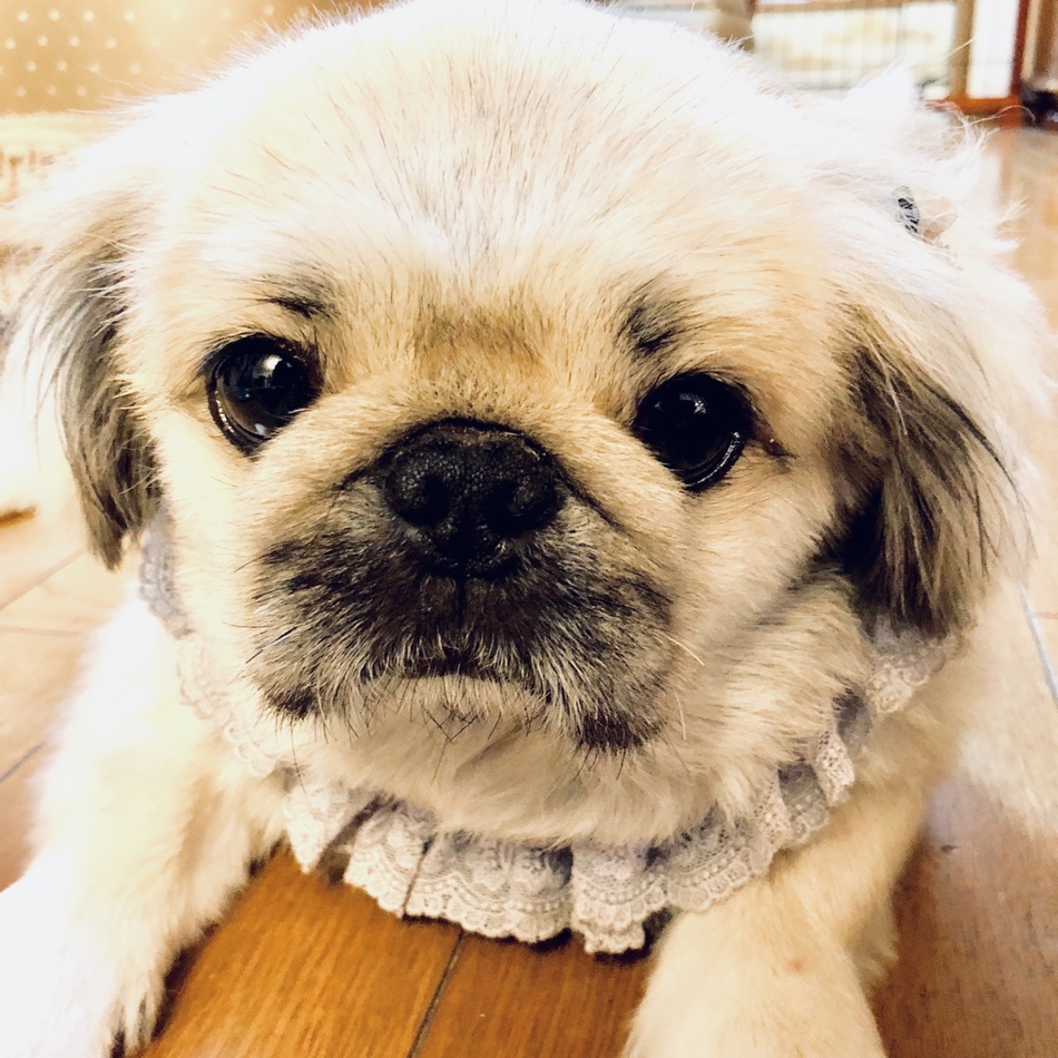 コジローのカバー写真