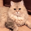 甘えん坊のゴールデンのペルシャです