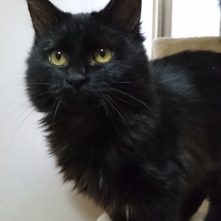 黒半長毛オス六ヶ月