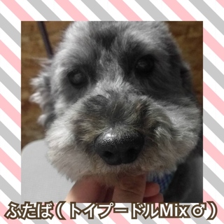 とっても可愛いトイプードルMixのふたば君