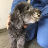 とっても可愛いトイプードルMixのふたば君 サムネイル7