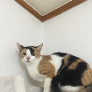 三毛猫ちゃんの家族になってください