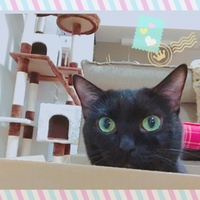 めめ