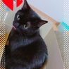 ぺろっ