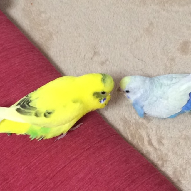 おでん1020のカバー写真