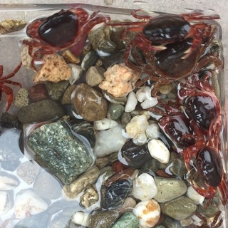 サワガニの里親さん募集します！^_^