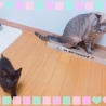 めめとミルク