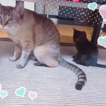 ミルクとめめ