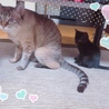 ミルクとめめ
