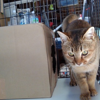 人馴れ・温厚・アビシニアンの毛並み