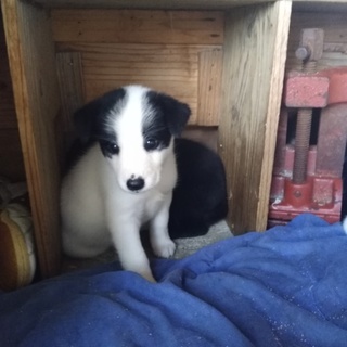 白黒の可愛い子犬！
