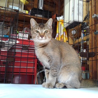 温厚・人馴れ・アビシニアンの毛並み