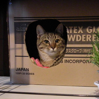 陽気で遊び好きな男の子