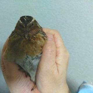 並ウズラの男の子  里親さん募集します！