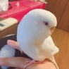 ちゃんしぃろ