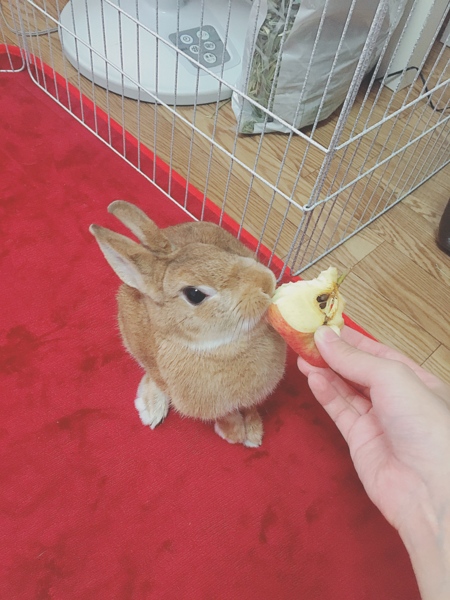 ネザーランドドワーフ1歳女の子 サムネイル3