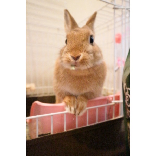 ネザーランドドワーフ1歳女の子 サムネイル4